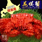 【期間限定SALE⇒35％OFFクーポン有！