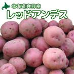  красный Anne tes[2026 год осень .. Hokkaido подлинный .. производство [ Hokkaido / подлинный ./ подлинный . производство / Anne tes красный / дорога производство / Hokkaido производство / прекрасный тест ../ картофель /jagaimo]