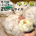 [.. корень ]2kg[2026 год .. Hokkaido .. корень ] Hokkaido подлинный . производство .. корень [ большой / Hokkaido производство / подлинный ../ 100 . корень / лилия корень /.../ лилия ne]