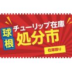 送料無料　球根　チューリップ　おまかせ30球