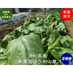  нет пестициды культивирование шпинат 200g