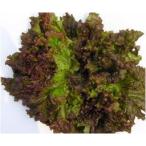  Sunny lettuce 1 АО (300g передний и задний (до и после) )