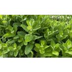 農家直送 生アップルミント 10g〜 茎付き フレッシュハーブ 無農薬栽培 石川県産 クール便