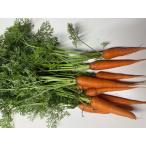  нет пестициды EM сельское хозяйство закон .. есть морковь маленький ..[ лист .. имеется ] грязь, песок имеется ( морковь )1 пакет 400g[ прохладный рейс отправка ]