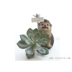 ne Ise sea pick BL LA579