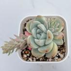 多肉植物 エケベリア ハンバーガー 7.5cmポット苗