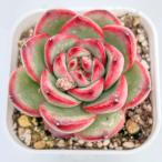 多肉植物 エケベリア モンブラン(モントブランク) 7.5cmポット苗