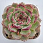 多肉植物 エケベリア グレープジェニー 7.5cmポット苗