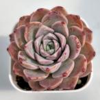 多肉植物 エケベリア グレース 7.5cmポット苗