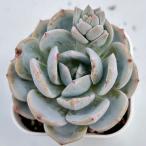 多肉植物 エケベリア ホワイトティー 7.5cmポット苗