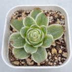 多肉植物グリーノビアオーレア錦7....