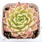 多肉植物 エケベリア シャオレジ 7.5cmポット苗