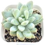 ショッピングエケベリア 多肉植物 エケベリア アイスクリーム 7.5cmポット苗