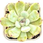 ショッピングエケベリア 多肉植物 エケベリア シュガーハートレッドラブ 7.5cmポット苗