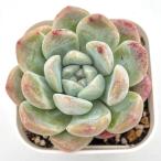 ショッピングエケベリア 多肉植物 エケベリア シックドリーム 7.5cmポット苗