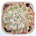  суккулентное растение ekebe задний bi Anne to7.5cm pot рассада 