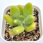 多肉植物 エケベリア マンゴーミルク 7.5cmポット苗