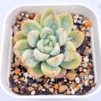 ショッピングエケベリア 多肉植物 エケベリア パテックエメラルド 7.5cmポット苗