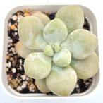 ショッピングエケベリア 多肉植物 パキフィツム ルオシェン×チーズ 7.5cmポット苗