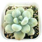 ショッピング多肉植物 多肉植物 エケベリア ピーチグァバ 7.5cmポット苗