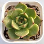 ショッピング多肉植物 多肉植物 エケベリア ピーチビューティー 7.5cmポット苗