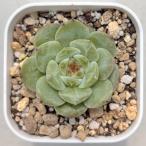 ショッピングエケベリア 多肉植物 エケベリア アビニ 7.5cmポット苗