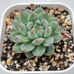 多肉植物 エケベリア 夢瑶 7.5cmポット苗
