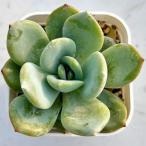 ショッピングエケベリア 多肉植物 エケベリア フェニックス×モンロー 7.5cmポット苗