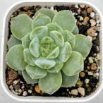 ショッピングエケベリア 多肉植物 エケベリア セナポエトリー 7.5cmポット苗