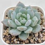 多肉植物 エケベリア ジェイドハイビスカス 7.5cmポット苗