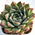 多肉植物 エケベリア ハイメン 7.5cmポット苗