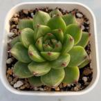 ショッピングエケベリア 多肉植物 エケベリア ムーンストーン 7.5cmポット苗