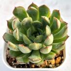 ショッピングエケベリア 多肉植物 エケベリア ドリーミーローズ 7.5cmポット苗