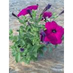 ペチュニア 苗 Amazon 楽天 ヤフー等の通販価格比較 最安値 Com