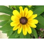 【当店農場生産】ルドベキア トトレモン 9cmポット苗 毎年咲く耐寒性宿根草