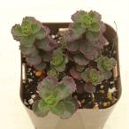 多肉植物 セダム ドラゴンズブラッド 7.5cmポット苗