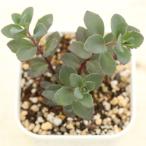 多肉植物セダムカラスミセバヤ7.5...