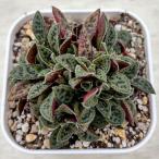  succulent plant klasla Koo Perry 7.5cm pot seedling 