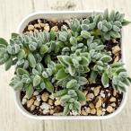  succulent plant klas RaRe motor 7.5cm pot seedling 