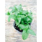 [ our shop agriculture place production ] spare mint 9 centimeter pot seedling cooking optimum . herb!