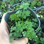 [100 jpy uniformity ] herb italian parsley 9cm pot seedling cooking . possible to use!