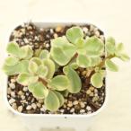 ショッピング多肉植物 多肉植物 ポーチュラカリア 雅楽の舞 7.5cmポット苗