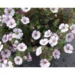 【当店農場生産】カーペットかすみ草・オノエマンテマ 9cmポット苗 白いかわいい花が咲きます♪