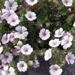 【当店農場生産】カーペットかすみ草（オノエマンテマ） 9cmポット苗 白いかわいい花が咲きます♪