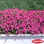 [ наш магазин сельское хозяйство место производство ] Cire neselina9cm pot рассада розовый цвет. симпатичный цветок .... *