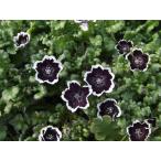 【当店農場生産】ネモフィラ ペニーブラック 9cmポット苗 寒さに強い！可愛いお花です♪