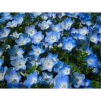 [ наш магазин сельское хозяйство место производство ] немофила голубой 9cm pot рассада холод .. сильный! симпатичный . цветок.!