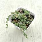  succulent plant senesio. go in green necklace 7.5cm pot seedling 