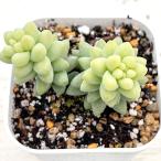  суккулентное растение se dam Via pop 7.5cm pot рассада 