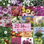 数量限定！超お買い得！花苗20鉢セット（花なし苗）★送料無料！2/26更新